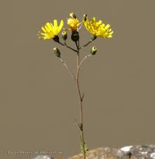 Attēlu rezultāti vaicājumam “Hieracium”