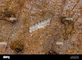 Attēlu rezultāti vaicājumam “Pentatomidae eggs”