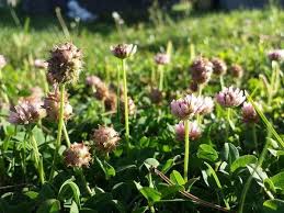 Attēlu rezultāti vaicājumam “Trifolium fragiferum fruit”
