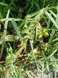 Attēlu rezultāti vaicājumam “Echinochloa crus-galli fruit”