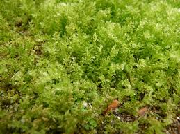 Attēlu rezultāti vaicājumam “Plagiomnium affine”