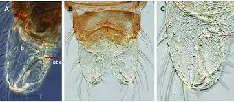 Attēlu rezultāti vaicājumam “Cricotopus male”