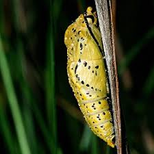 Attēlu rezultāti vaicājumam “Aporia crataegi upperside”