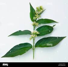 Attēlu rezultāti vaicājumam “Vincetoxicum hirundinaria flower”