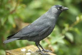 Attēlu rezultāti vaicājumam “Corvus monedula adult”