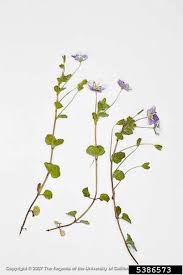 Attēlu rezultāti vaicājumam “Veronica filiformis bud”