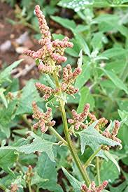 Attēlu rezultāti vaicājumam “Atriplex patula fruit”