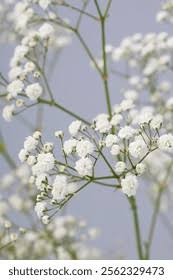 Attēlu rezultāti vaicājumam “Gypsophila paniculata leaf”