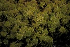 Attēlu rezultāti vaicājumam “Sphagnum palustre”