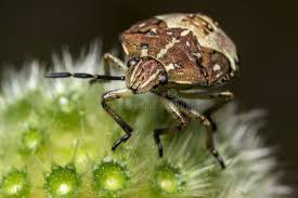 Attēlu rezultāti vaicājumam “Carpocoris sp. nymph”