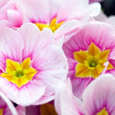 Image result for Primula malacoides