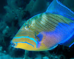 Image result for Balistes vetula