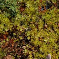 Attēlu rezultāti vaicājumam “Atrichum flavisetum”