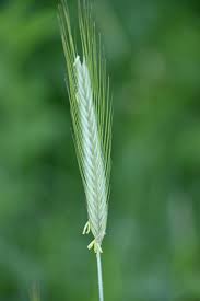 Image result for Secale cereale