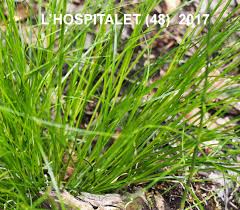 Attēlu rezultāti vaicājumam “Carex remota leaf”