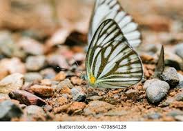 Attēlu rezultāti vaicājumam “Pieridae”