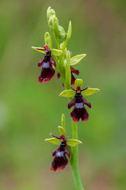 Attēlu rezultāti vaicājumam “Ophrys insectifera”