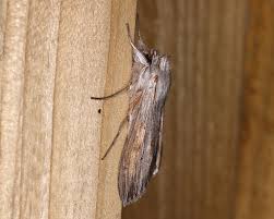 Attēlu rezultāti vaicājumam “Cucullia umbratica”