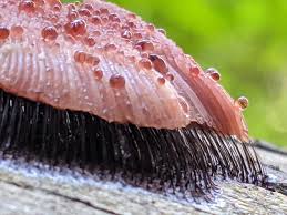 Attēlu rezultāti vaicājumam “Stemonitis splendens stalked”