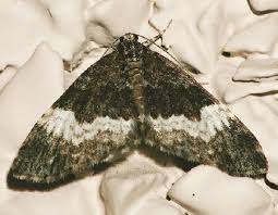 Attēlu rezultāti vaicājumam “Spargania luctuata”