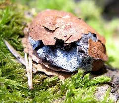 Attēlu rezultāti vaicājumam “Lycogala ustulatum”