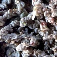 Attēlu rezultāti vaicājumam “Frullania fragilifolia macro”