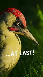 Attēlu rezultāti vaicājumam “Picus viridis nest”