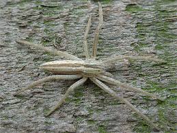 Attēlu rezultāti vaicājumam “Tibellus oblongus”