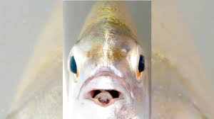 Image result for Diplodus capensis