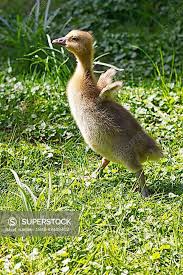 Attēlu rezultāti vaicājumam “Anser anser juvenile”