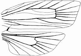 Attēlu rezultāti vaicājumam “Aphelia viburniana”