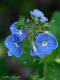 Image result for Veronica chamaedrys