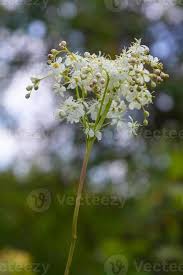 Image result for Filipendula vulgaris