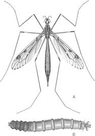 Attēlu rezultāti vaicājumam “Tipulidae female”