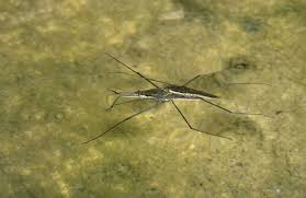 Attēlu rezultāti vaicājumam “Aquarius najas”