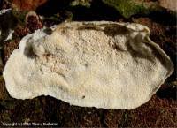 Attēlu rezultāti vaicājumam “Skeletocutis carneogrisea”