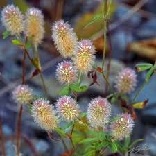Attēlu rezultāti vaicājumam “Trifolium arvense fruit”