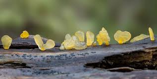 Attēlu rezultāti vaicājumam “Calocera pallidospathulata”