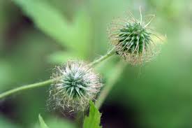 Image result for Geum urbanum