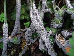 Attēlu rezultāti vaicājumam “Badhamia foliicola”