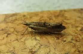 Attēlu rezultāti vaicājumam “Ypsolopha scabrella”