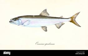Image result for Osmerus eperlanus