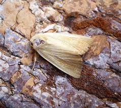 Attēlu rezultāti vaicājumam “Colostygia pectinataria male”