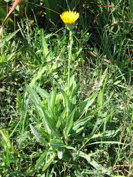 Attēlu rezultāti vaicājumam “Sonchus arvensis subsp. uliginosus flower”