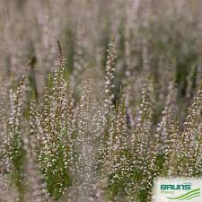 Attēlu rezultāti vaicājumam “Calluna vulgaris fruit”
