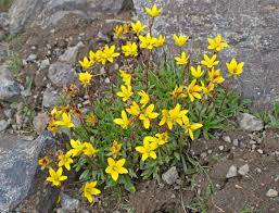 Attēlu rezultāti vaicājumam “Saxifraga hirculus”