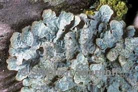 Attēlu rezultāti vaicājumam “Parmelia sulcata”