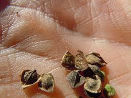 Attēlu rezultāti vaicājumam “Atriplex patula fruit”