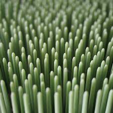 Image result for Astroturf