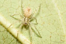 Attēlu rezultāti vaicājumam “Anyphaena accentuata”